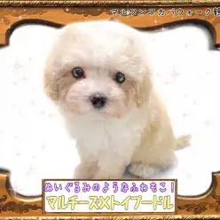 【 MIX 】大人気！まるでぬいぐるみのようなふわもこマルプーちゃん！