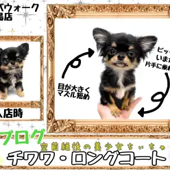 【 チワワ 】いまだに片手乗りサイズ！？チワワちゃんはさらに可愛くなってます！