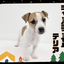 【 ジャックラッセルテリア 】インドアもアウトドアもお任せ！おっとり甘えんぼ！