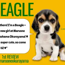 【 ビーグル 】運動大好き！アウトドア派にピッタリな最高なプリティ相棒！