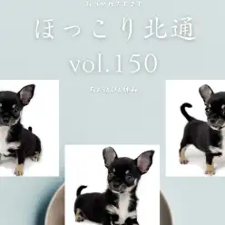 【 ほっこり北通Vol.150 】群馬県産スムースコートチワワ男の子登場！