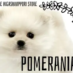 【 ポメラニアン 】一目惚れ確定！マシュマロのような白たぬきポメが荒川区に登場！