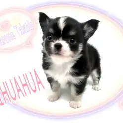 【 チワワ 】ミニマムサイズのもっちりボディ！とっても穏やかもちもちわわ！
