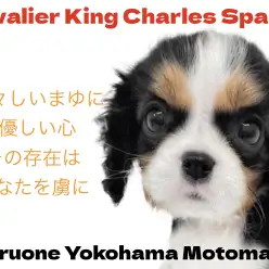 【 キャバリアキングチャーズスパニエル 】凛々しいまゆが自慢のトライキャバちゃん