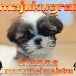 【 イマジュクグラム 】ゴールド＆ホワイトのマイペースなシーズーの女の子が入店！