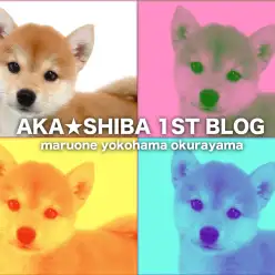 【 柴犬 】鮮やかな赤毛の女の子！ヒコーキ耳で大歓喜する姿に柴沼確定！