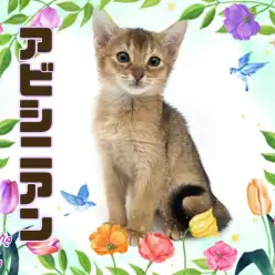 【 アビシニアン 】ギャップ萌え必至！クレオパトラにも愛された美しき女神の化身！