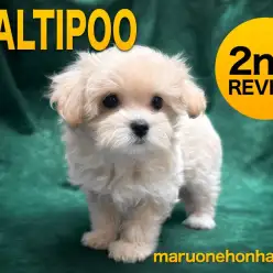 【 マルプー 】最高峰の超小顔美形！奇跡のアプリコットベビー、第二章スタート！