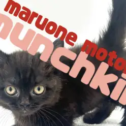 【 マンチカン 】横浜元町で出会う短足×チョコレートカラーの愛らしい美猫!