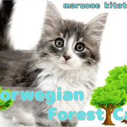 【 ノルウェージャン 】甘えん坊boy！森の妖精が埼玉県戸田市に登場！