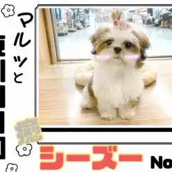 【 マルっと東川口日和No.16 】抱っこ大好き甘えん坊な女の子シーズーちゃん