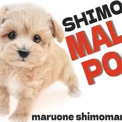 【 マルプー 】理想の子犬！可愛さと飼いやすさを兼ね備えた女の子が東京都大田区に