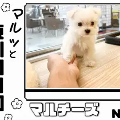 【 マルっと東川口日和No.11 】ルックスと性格の二刀流の爆イケわんこが登場！