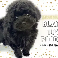 【 トイプードル 】漆黒に輝く美しい被毛！プレミアムプードルちゃんが仲間入り！