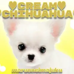 【 チワワ 】マニア必見!目ヂカラ最強の短足×クリームの甘えん坊が聖地に降臨!