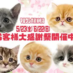 【 お知らせ 】お客様大感謝祭開催中！マルワン武蔵浦和店の子猫をご紹介！