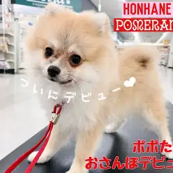 【 ポメラニアン 】ポポちゃんの成長ログ・度胸満点な女の子のワクワクお散歩デビュー！