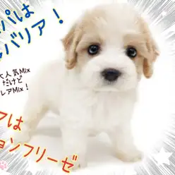 【 キャバション 】大人気ながらレアMix！最上級に可愛い！ハイブリッドワンコ！