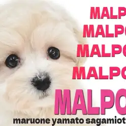 【 マルプー 】大人気！スター性溢れる可愛さと愛嬌の100％ぬいぐるみ系MIX