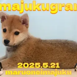 【 イマジュクグラム 】生後4ヶ月を迎える目ヂカラ最強の豆柴ちゃま最新情報！