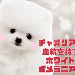 【 ポメラニアン 】パパはチャオリア！超希少な血統を持つホワイトポメラニアン