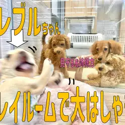 【 フレンチブルドッグ 】プレイルームにお引っ越！大はしゃぎなフレブルちゃん！