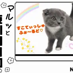 【 マルっと東川口日和No.3 】唯一無二の存在！希少尽くしの激かわスコちゃん