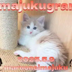 【 イマジュクグラム 】クリームタビーが美しいノルウェージャンの女の子降臨！