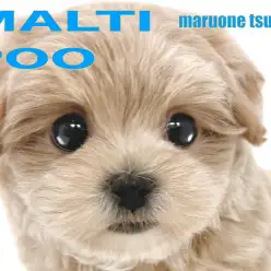 【 MIX 】大人気のマルプーちゃん、アプリコットカラーの男の子！！