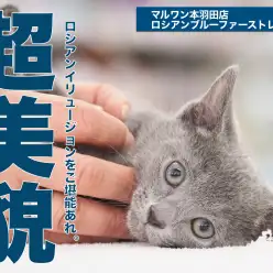 【 ロシアンブルー 】「はじめて猫を迎える都会派カップル」へ贈る最良の選択はこの子！