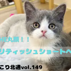 【 ほっこり北通vol.149 】ザ・丸顔！美しいハチワレ模様ブリティッシュ登場