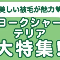 【 ヨークシャーテリア特集 】5/29現在在店中のヨーキーちゃん！最新動画は必見！