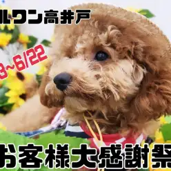 【 お知らせ 】5/23～6/22マルワン高井戸店でお客様大感謝祭を開催します！