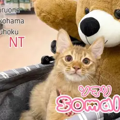 【 ソマリ 】生後4ヶ月の成長記録 | 横浜港北でソマリ子猫をお探しならこの子！