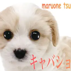 【 MIX 】(キャバリア☓ビションフリーゼ)人気上昇中のキャバションの女の子!!