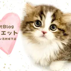 【 ミヌエット 】とろ〜んとタレ目で見つめちゃう！ミヌくんが志村坂下に仲間入り！