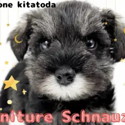 【 ミニチュアシュナウザー 】脅威の可愛さ！洗練された魅力の家庭犬が北戸田に登場