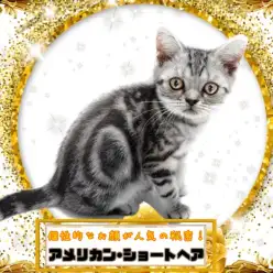 【 アメリカンショートヘア 】ぬんっと愛らしい表情が堪らない愛嬌顔アメショ