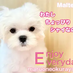 【 マルチーズ 】ちょっぴりシャイで！ちょっぴりおちゃめな可愛い女の子！