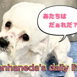 【 ビションフリーゼ 】はじめてのカットにドキドキ！純白のハッピーガール！