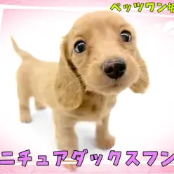 【 ミニチュアダックスフント 】魅力がいっぱい！おっとり癒し系女子