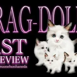 【 ラグドール 】シールカラーが美しい甘えん坊の九州男児がやってきた！