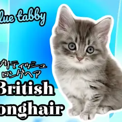 【 ブリティッシュロングヘア 】超希少種！完成されたルックスの美男子が登場！
