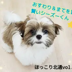 【 ほっこり北通Vol.154 】おすわり＆まてを習得！愛嬌たっぷりシーズーくん