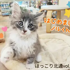 【 ほっこり北通vol.160 】人馴れも環境馴れも抜群なノルウェージャンくん