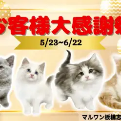 【 お知らせ 】お客様大感謝祭開催！マルワン板橋志村坂下店のネコちゃんをご紹介！