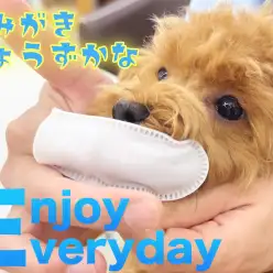 【 トイプードル 】歯が抜けたぷーこちゃん！歯磨きトレーニングスタート！