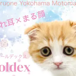 【 フォールデックス 】スコ×エキゾの希少種！魅力凝縮のたれ耳王子登場！