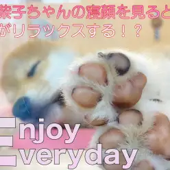 【 柴犬 】寝姿を見るとなぜか癒やされる？！脳がリラックスする理由！