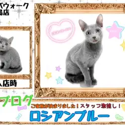 【 ロシアンブルー 】スタッフ溺愛ロシちゃんのご家族が決定いたしました!